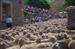 Paso del rebaño de 1200 ovejas merinas por las calles de Brieva durante la 5ª edición de la Fiesta d