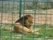 Las jaulas donde se encuentran el león y las leonas son las que más espectacularidad causan entre lo