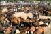 CURRO DE PRADO DE CANDALa celebración del curro se convierte en un día de romería y fiesta campestre