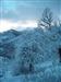 En Semana Santa del 2004 nevó como nunca. esta es la vista de un árbol en el monte no muy lejos del