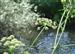 Estas son unas flores de Sanctis Spiritus pos la zona de la presa o cascada no se bien q es pero es