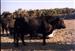 Toro de la ganadería de Hermanos Quintas que saldrá a la plaza de Valfermoso el día 23 de agosto