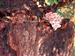 Champiñones, nacidos en el tronco de un
castaño de indias. Foto Nacho