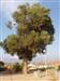 eucalipto centenario situado en la ermita de almorox