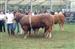 Concurso de raza Limousin.Ganador