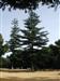 Grandes pinos en el parque (AV04)
