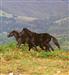 La Sierra del Sueve constituye uno de los últimos refugios del asturcón, mítico caballo astur de gra