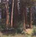 Bosque de Sequoias, en Huéscar