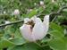 Abeja en flor de membrillo. La apicultura es una importante fuente de ingresos.