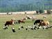 Cigueñas y vacas en Praollano (17/07/2005)