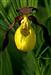 Zapatito de Dama, bonita planta (orquídea), está extinguiendo. Por la  antigüedad se puede parecer a