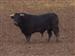 Toro negro zaino,herrado con el nº 39 nacido en julio de 2002 de la ganaderia de 