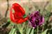 Los tulipanes de Galbarra.