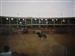 Foto antigua de toros en Landete