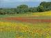 Maravilloso prado primaveral a la entrada de Serrejon desde Plasencia