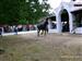 caballos carreras en la ermita