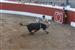 Tarde de Toros 1