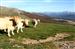 Las vacas posando con el Pirineo al fondo en la sierra de Abodi.