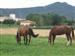 cABALLOS VERANEANDO EN lEGARIA