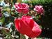 Una rosa de Quiruelas