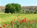 Campos de cereal y amapolas