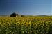 Ermita entre girasoles