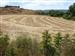 Campos de trigo de Torrecilla