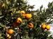 Naranjas de Murchas