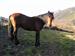 caballo en villarmeirin