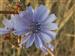 Flores del campo.ACHICORIA (Chicoria Intybus)
