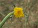 Flores del campo. ACHICORIA DULCE (Chondrilla Juncea)