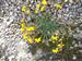 Flor en el monte de Burganes