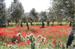 Flora de Torrecampo: Campo de amapolas