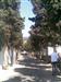 Paseo cipreses al lado del cementerio de Arenys