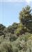 Paisaje de pinos, higueras, olivos y encinas de Beas de Granada