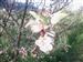 Manzano en flor  de la Teja en Tregrandas