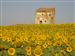 Villalibado: Palomar entre girasoles