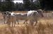 Vacas blancas autoctonas de Extremadura