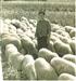 El buen pastor conoce a sus ovejas y ellas le conocen a él(Etxabarri)