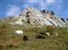 Vacas de Goyo en los Picos de Europa