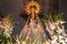 Virgen de la Pera Patrona de Valdaracete