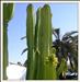 Cactus * 2012 *