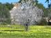 Almendros en flor