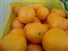 Productores agricolas de cítricos/naranjas de las Alquerias