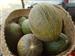 Melons de Capicorp, horticultura tradicional sostenible