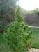 Detenido un matrimonio de Gines con 30 plantas de cannabis en su jardín